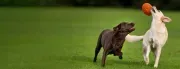 Posh Pet Hotel image 4