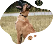 H.K. Dog Training image 3