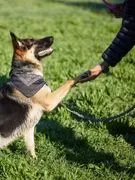 Southwest Florida K9 Services image 2