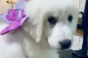 Palm Beach Dog Academy image 4