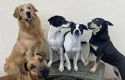 Dog Days image 3