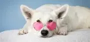 Canine College image 2