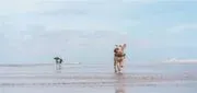 Canine College image 3