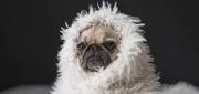 Canine College image 4