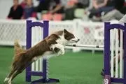 Bratty Paws Dog Plex image 2