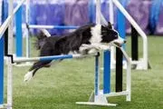 Bratty Paws Dog Plex image 3