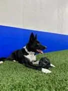 Bratty Paws Dog Plex image 4