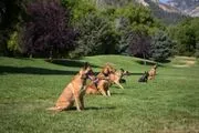 Dog Training Elite Sarasota image 2
