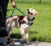 Dog Training Elite Sarasota image 4