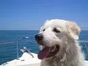 Will Thomas Dog Whisperer logo