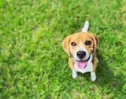 Jim LaClair's Dog Friendly Dog Training logo