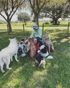 Jim LaClair's Dog Friendly Dog Training image 3