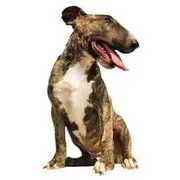 K9 Korral Sarasota logo