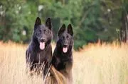 Elite Florida Canine College, LLC image 2