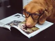 Elite Florida Canine College, LLC image 3