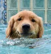 LoveDog Inc image 3