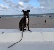 Elite K-9 Dog Training image 2