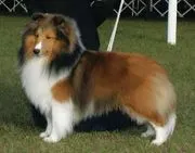 Dog Training Club of St Petersburg logo
