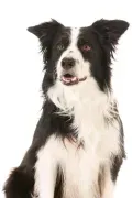 Sit Means Sit Dog Training Tampa logo