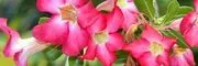 Trias Flowers & Gifts image 2