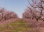 Blossomwood image 2