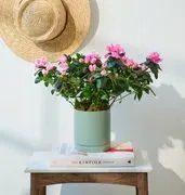 Flowers for Dreams image 4