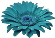 New Prague Floral & Such Inc logo