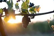 Zenith Vineyard logo