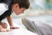 Island Dolphin Care logo