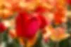 Parker Therapy Group logo