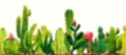 Desert Hope Dyslexia Services logo
