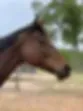 Empower Stables logo