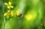 Trees for Bees, LLC logo