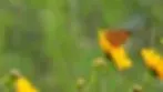 Over the Rainbow Butterfly Garden logo