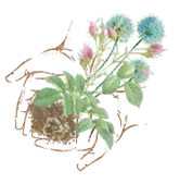 Bloom and Grow Speech Therapy logo