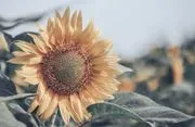 Sunflower Speech Kansas, LLC logo