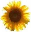 Sunflower Supports Co image 1