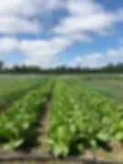 Reed's Farm logo