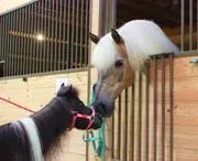 On Eagles' Wings Therapeutic Horsemanship logo