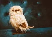 The Owl Education Group logo