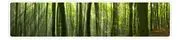 Forest Alliance Coaching logo