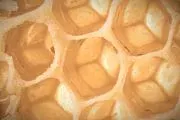 Honeycomb ABA Therapy logo