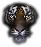 Jackson Center Local Schools logo