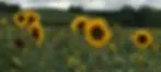 Sunflower Developmental Pediatrics logo