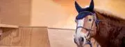 Little Britches Therapeutic Riding logo