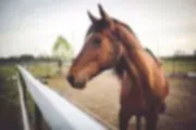 Buckboard Therapeutic Riding Academy logo