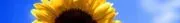 The Sunshine Group logo