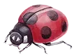 Little Bug Feeding, Swallowing, and Speech Therapy, LLC logo