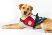 Service Dogs for America logo