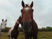 Unbridled Hope Equine-Assisted Learning logo